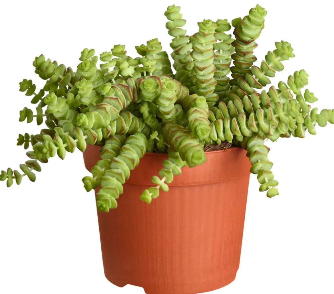 Felsen-Dickblatt - Crassula rupestris subsp. marnieriana 'Hottentot'