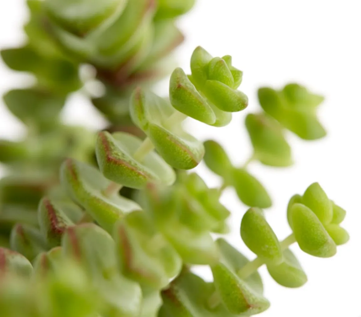 Felsen-Dickblatt - Crassula rupestris subsp. marnieriana 'Hottentot'