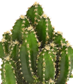 Felsenkaktus - Cereus repandus/Cereus peruvianus