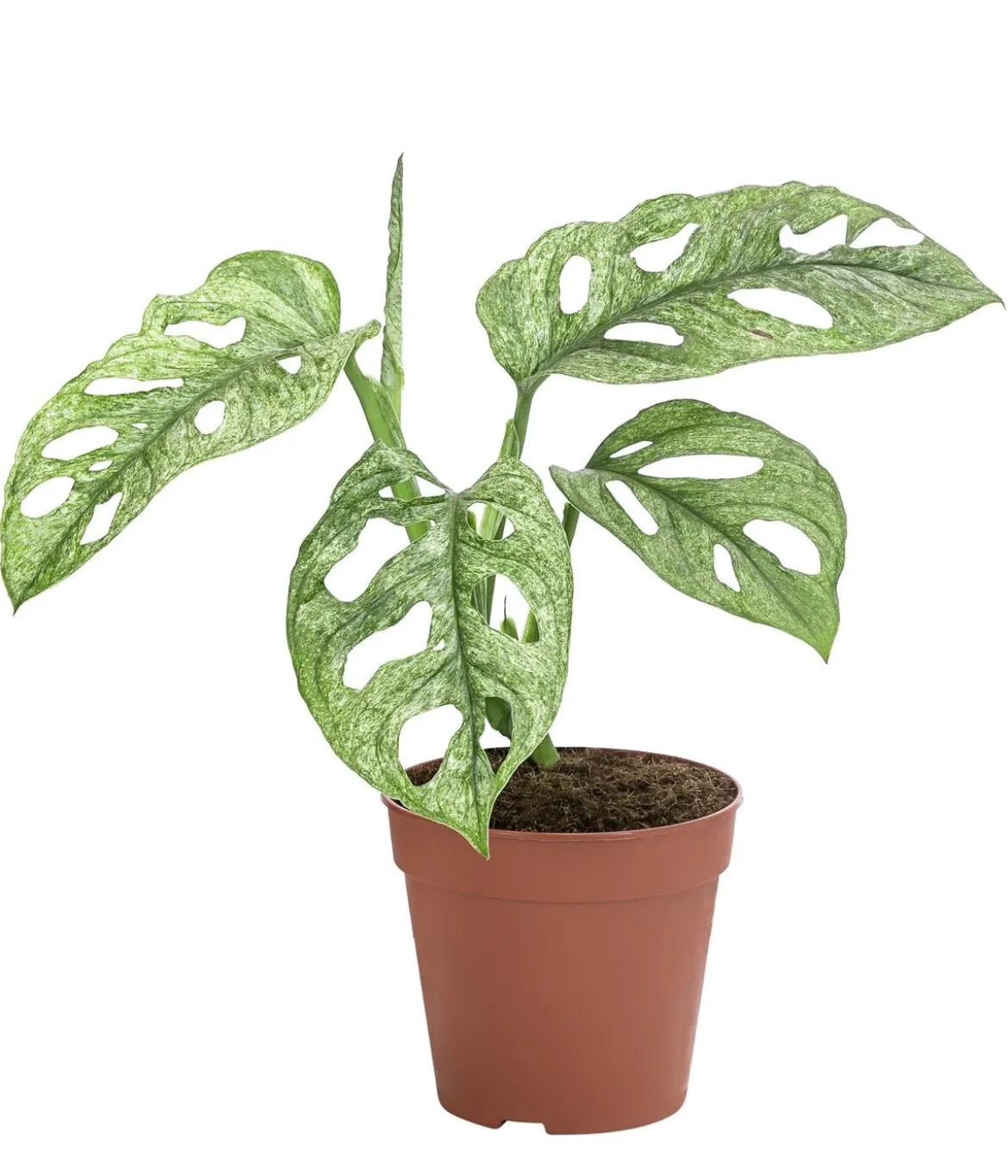 Fensterblatt - Monstera adansonii 'Mint'