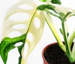 Fensterblatt - Monstera adansonii variegata