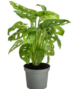 Fensterblatt - Monstera adansonii