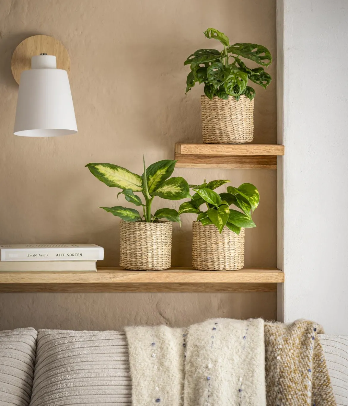 Fensterblatt - Monstera adansonii