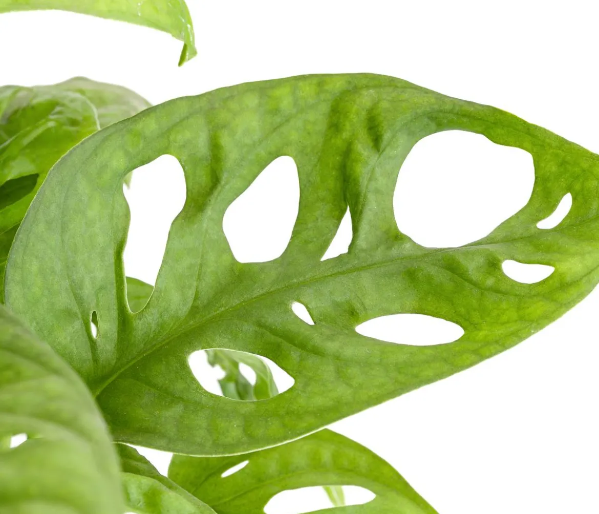 Fensterblatt - Monstera adansonii