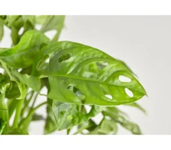 Fensterblatt - Monstera adansonii, Ampel