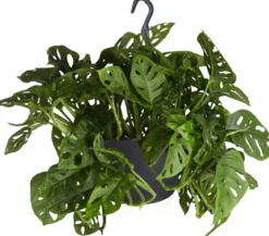 Fensterblatt - Monstera adansonii, Ampel