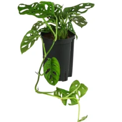 Fensterblatt - Monstera adansonii, Hydrokultur