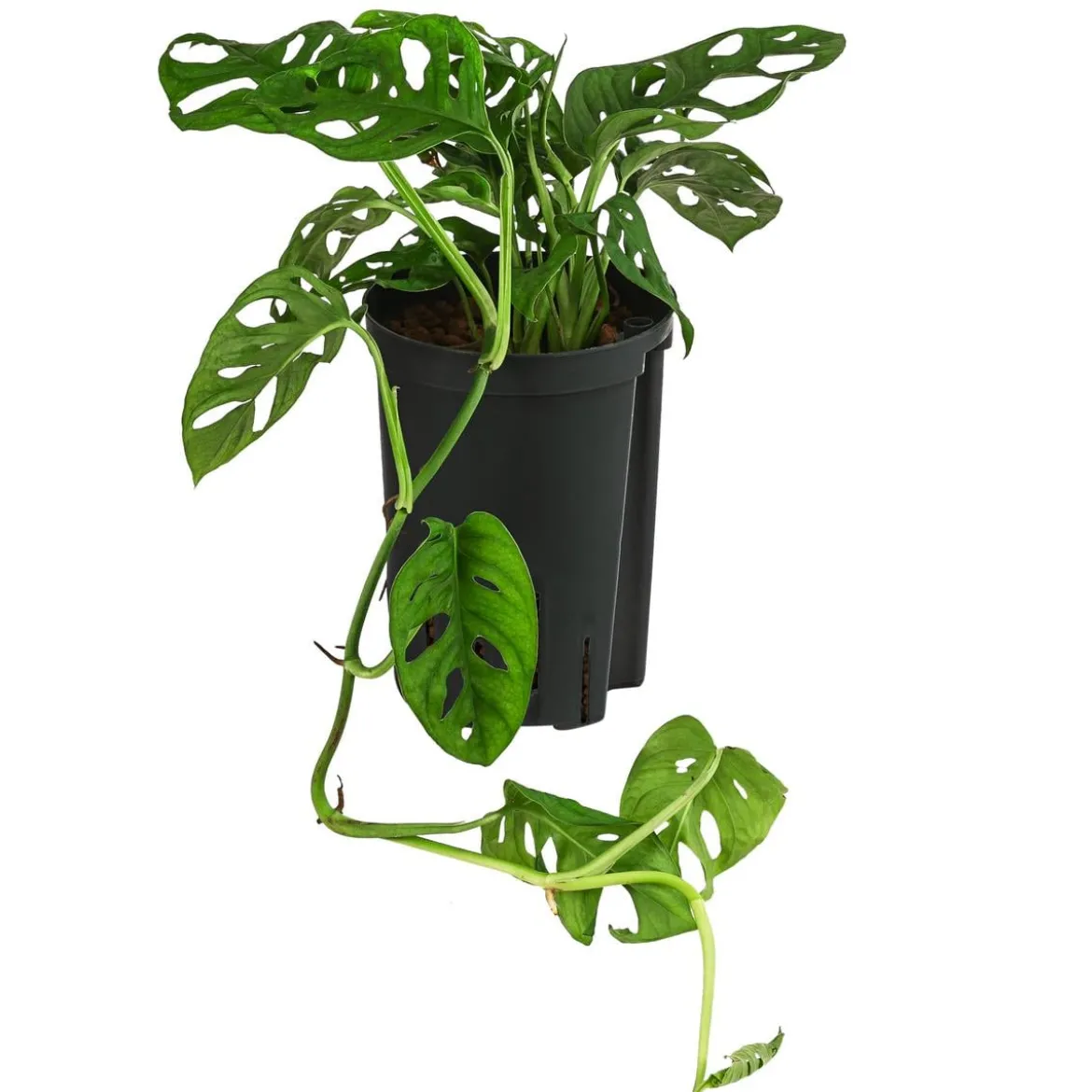 Fensterblatt - Monstera adansonii, Hydrokultur