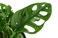 Fensterblatt - Monstera adansonii, Hydrokultur