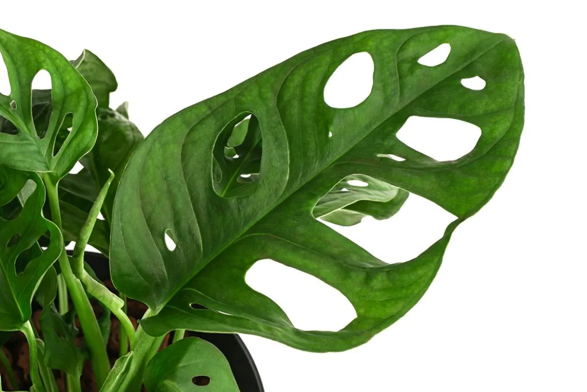 Fensterblatt - Monstera adansonii, Hydrokultur