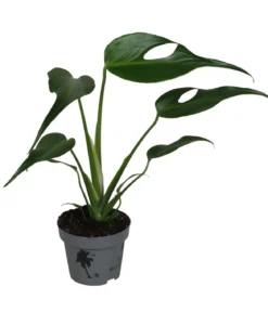 Fensterblatt - Monstera 'Burle Marx Flame'