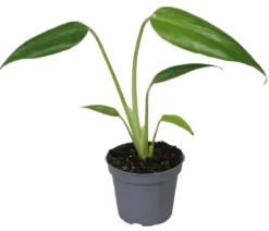 Fensterblatt - Monstera 'Burle Marx Flame'