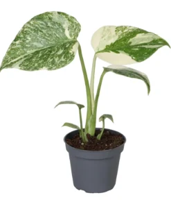 Fensterblatt - Monstera 'Creme Brulée'
