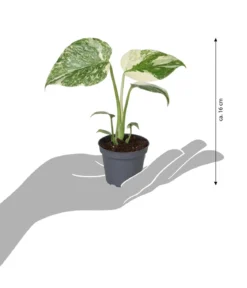 Fensterblatt - Monstera 'Creme Brulée'