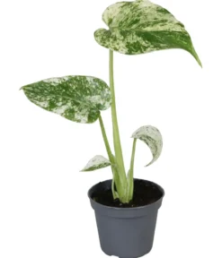 Fensterblatt - Monstera deliciosa 'Mint'