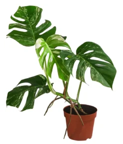 Fensterblatt - Monstera deliciosa 'Variegata', panaschiert