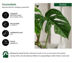 Fensterblatt - Monstera deliciosa 'Variegata', panaschiert