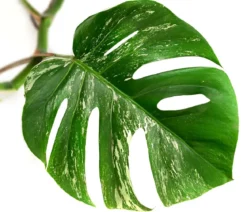 Fensterblatt - Monstera deliciosa 'Variegata', panaschiert