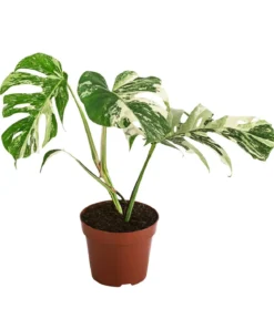 Fensterblatt - Monstera deliciosa 'Variegata', panaschiert