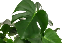 Fensterblatt - Monstera deliciosa, Hydrokultur