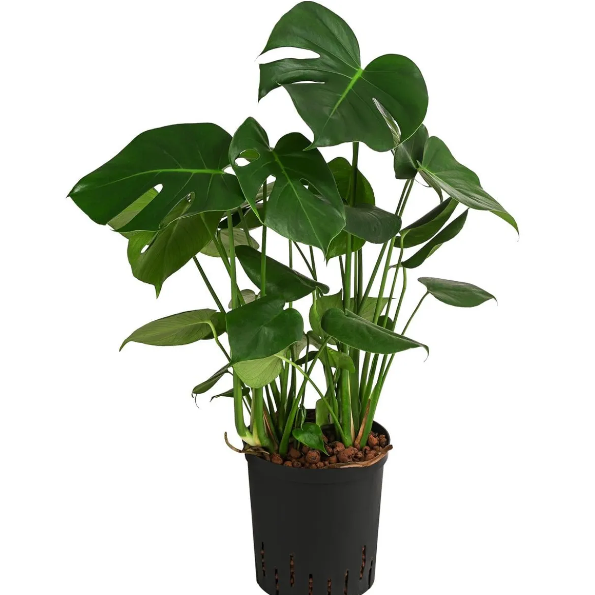 Fensterblatt - Monstera deliciosa, Hydrokultur