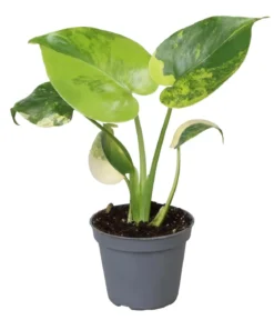 Fensterblatt - Monstera deliciosa 'Aurea' variegata
