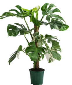 Fensterblatt - Monstera deliciosa 'Variegata' am Moosstab
