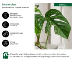 Fensterblatt - Monstera deliciosa 'Variegata' am Moosstab