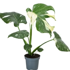 Fensterblatt - Monstera deliciosa 'Thai Constellation', panaschiert