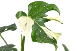 Fensterblatt - Monstera deliciosa 'Thai Constellation', panaschiert