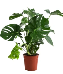Fensterblatt - Monstera deliciosa