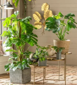 Fensterblatt - Monstera deliciosa