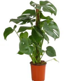 Fensterblatt - Monstera deliciosa am Moosstab