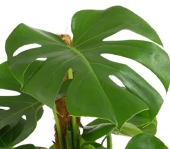 Fensterblatt - Monstera deliciosa am Moosstab
