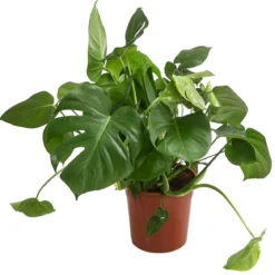 Fensterblatt - Monstera deliciosa