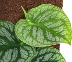 Fensterblatt - Monstera dubia am Kratistestab