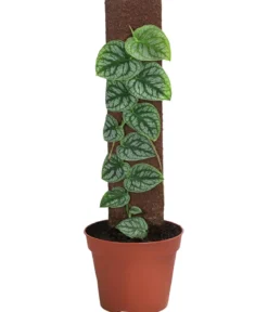 Fensterblatt - Monstera dubia am Kratistestab