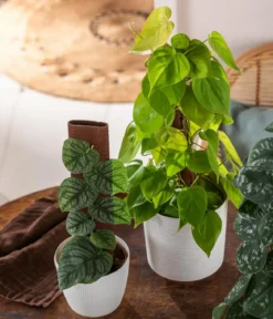 Fensterblatt - Monstera dubia am Kratistestab