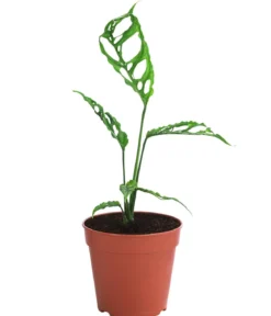 Fensterblatt - Monstera obliqua 'Peru'