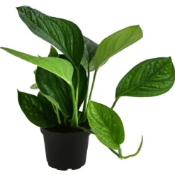 Fensterblatt - Monstera 'Pinnatipartita'