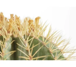 Ferokaktus - Ferocactus glaucescens