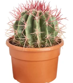 Ferokaktus - Ferocactus stainesii