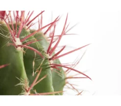 Ferokaktus - Ferocactus stainesii
