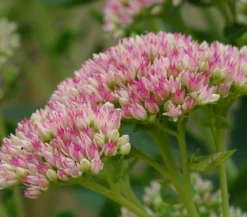 Fetthenne 'Autumn Joy'