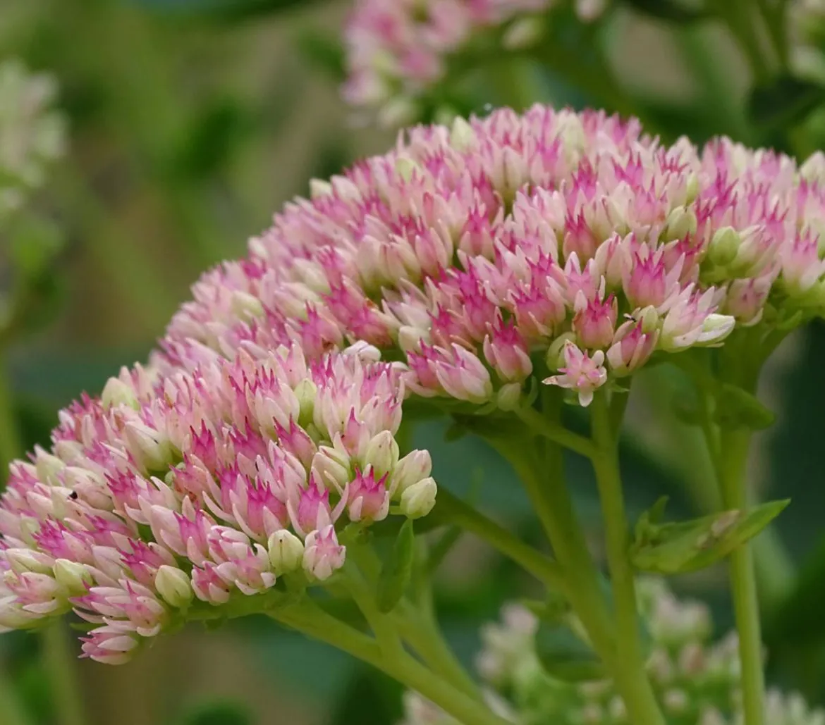Fetthenne 'Autumn Joy'