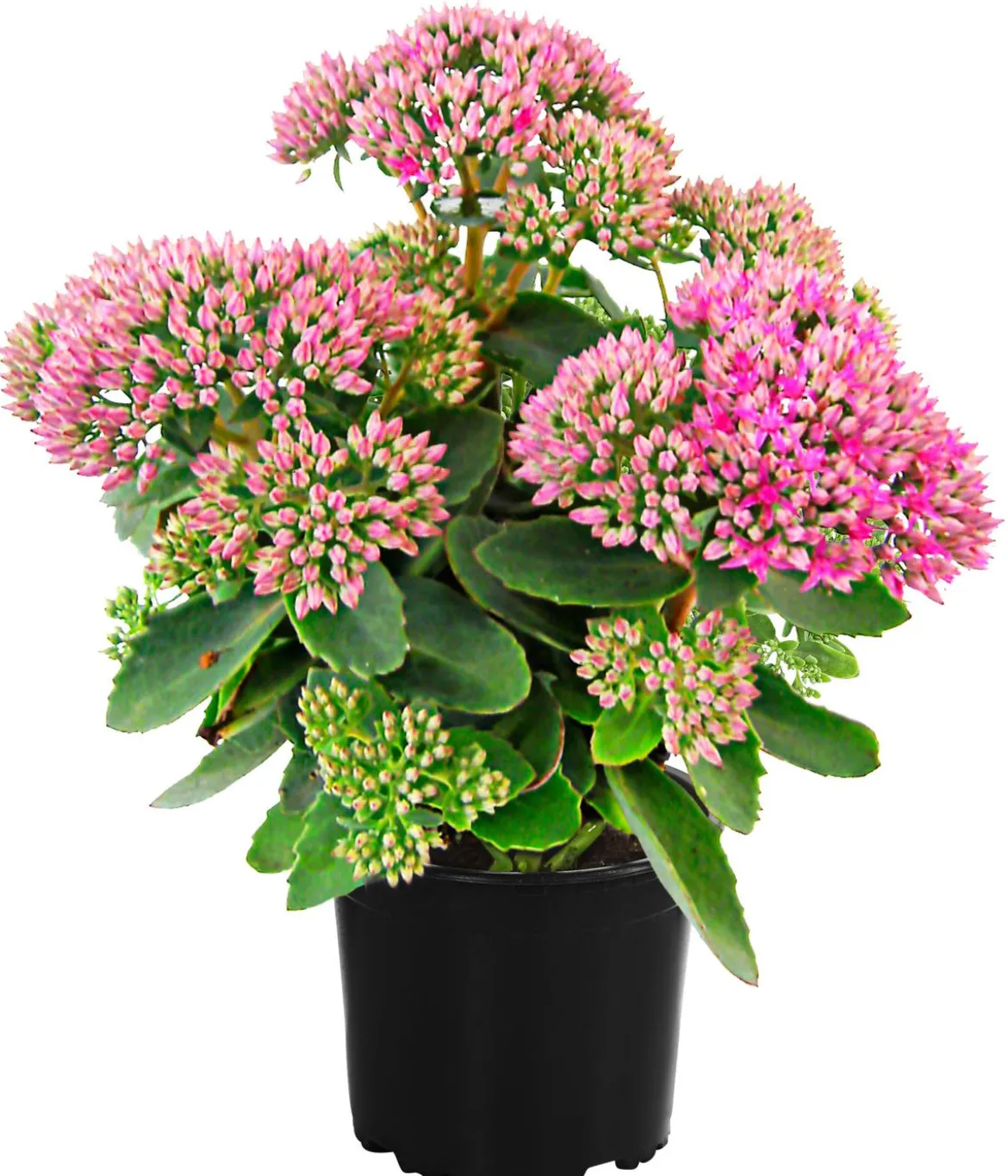 Fetthenne 'Autumn Joy'
