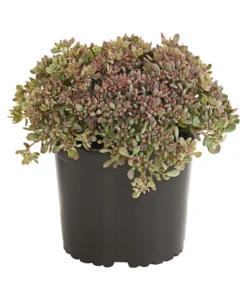 Fetthenne 'Red Canyon'