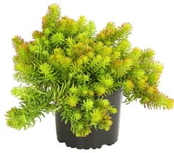 Fetthenne 'Yellow Bouquet'