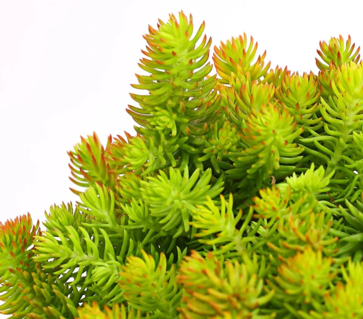 Fetthenne 'Yellow Bouquet'