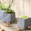 Fettkraut - Pinguicula weser